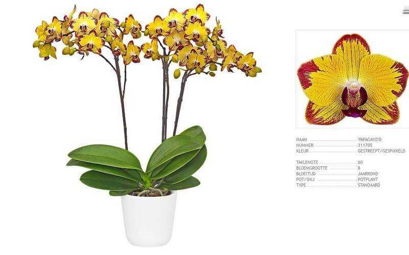 Белый гиппеаструм: описание и фото сорта пикоти, разновидностей растения с махровыми цветами арктик нимф, альфреско, арлекин и других лучших представителей культуры