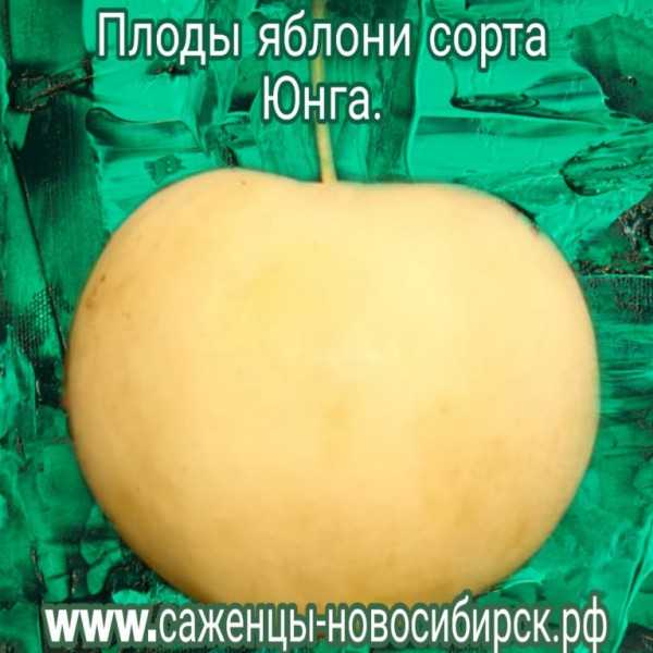 Яблоня юнга - отзывы о сорте, описание, фото