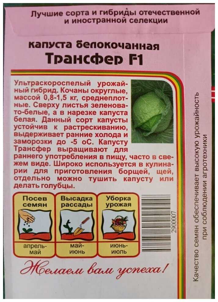 Лучшие ранние сорта капусты белокочанной для россии