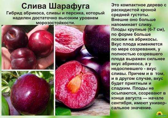 Плумкот, априум и шарафуга — уникальные межвидовые гибриды абрикоса и сливы. описание, выращивание, фото — ботаничка