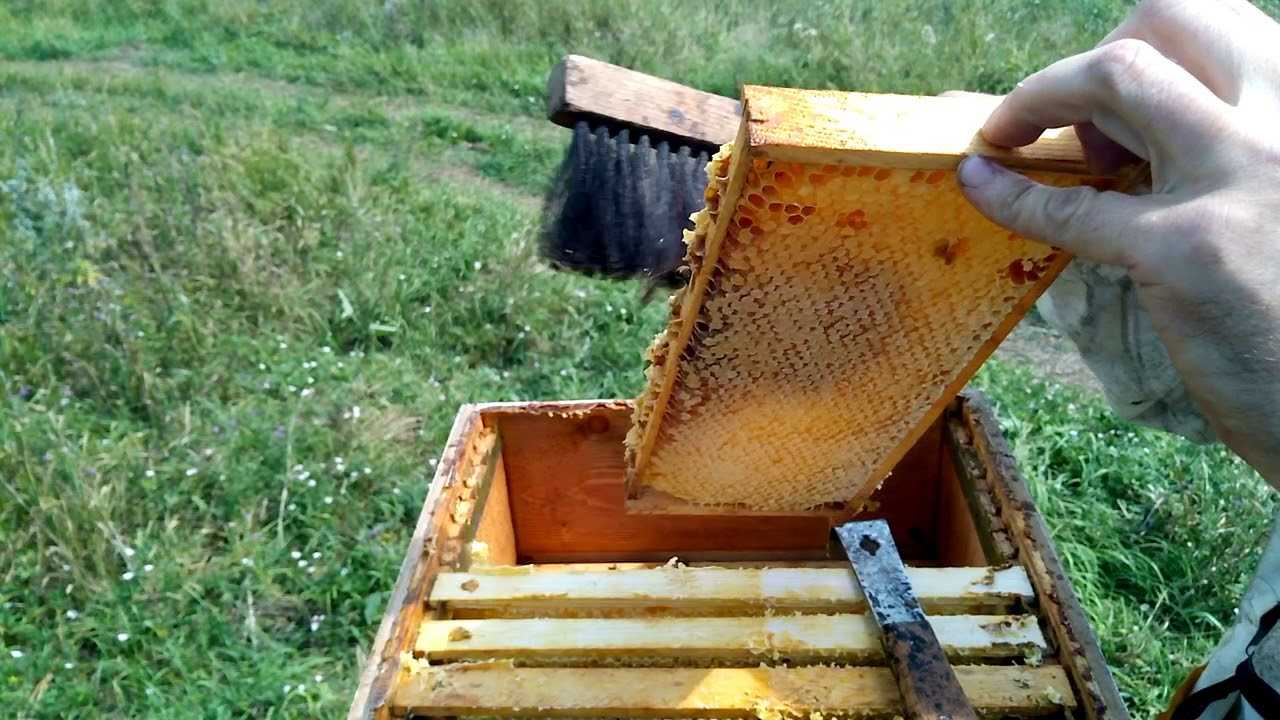 Сушь для пчел: что это такое, значение,зачем нужна, когда использовать, установка рамок