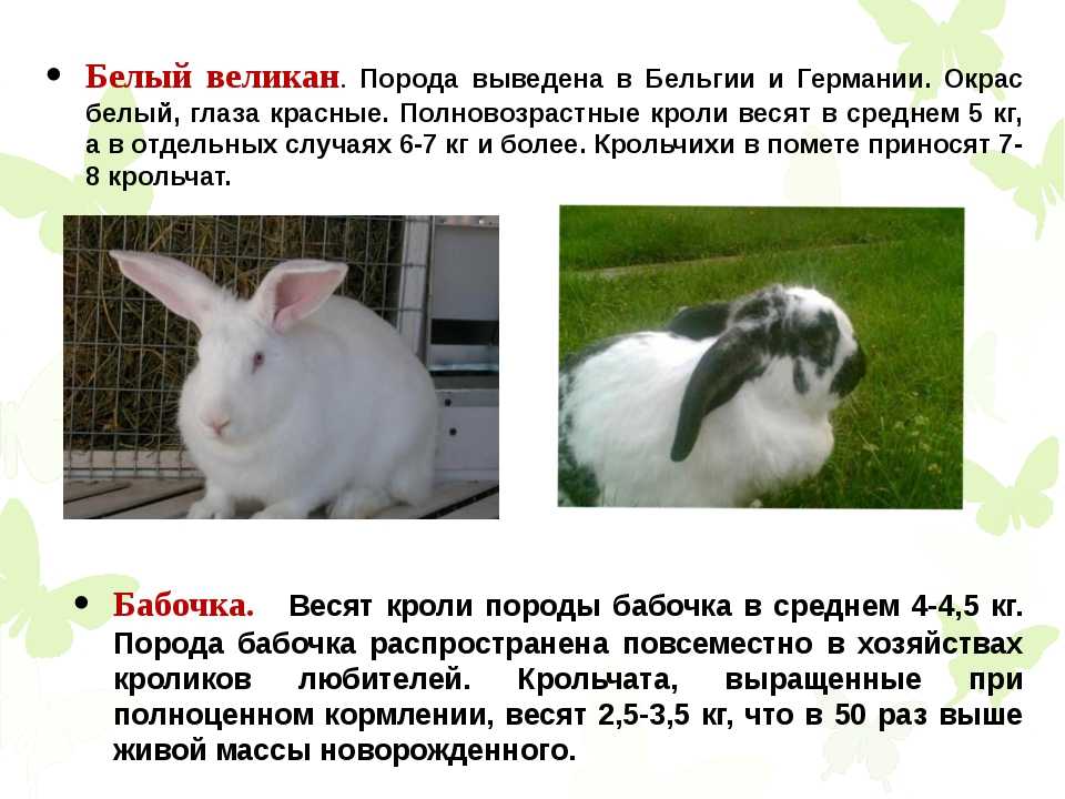 Разведение кроликов на мясо или мех в домашних условиях