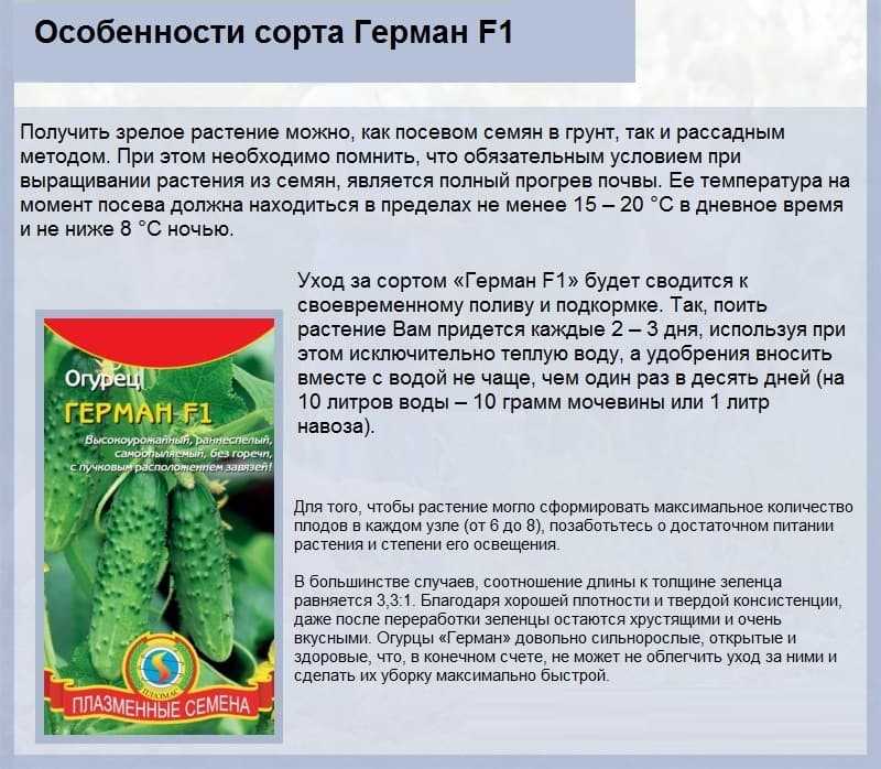 Огурцы адам описание и характеристики формирование куста фото отзывы