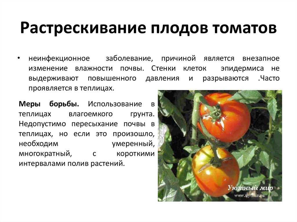 Болезни и вредители томатов в теплице: описание с фотографиями, способы лечения плодов и листьев кустов
