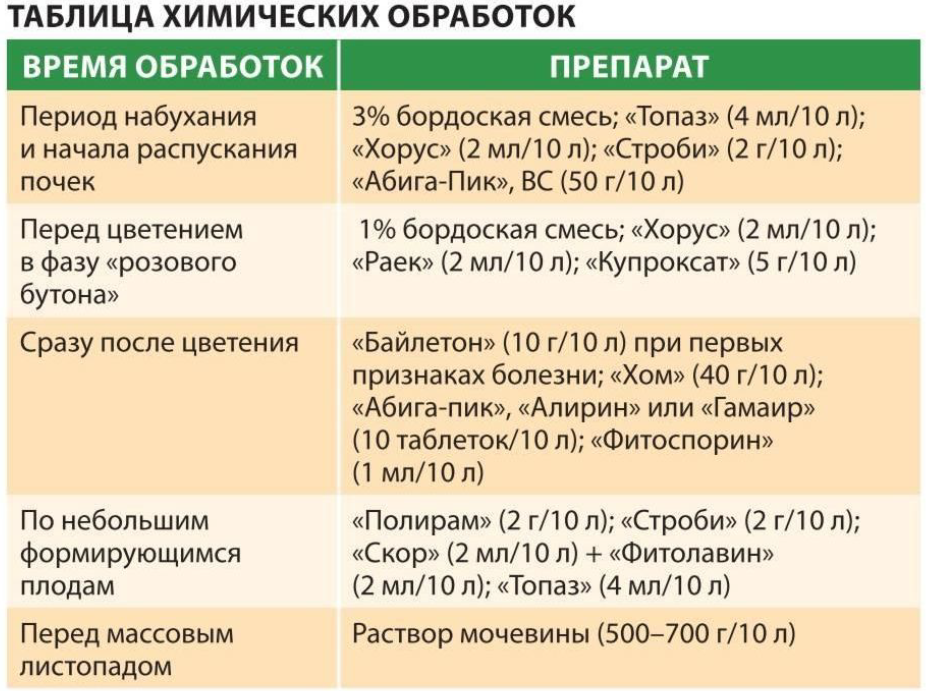 Как бороться с тлей на плодовых деревьях (яблоне, сливе, вишне): чем обработать, лучшие средства
