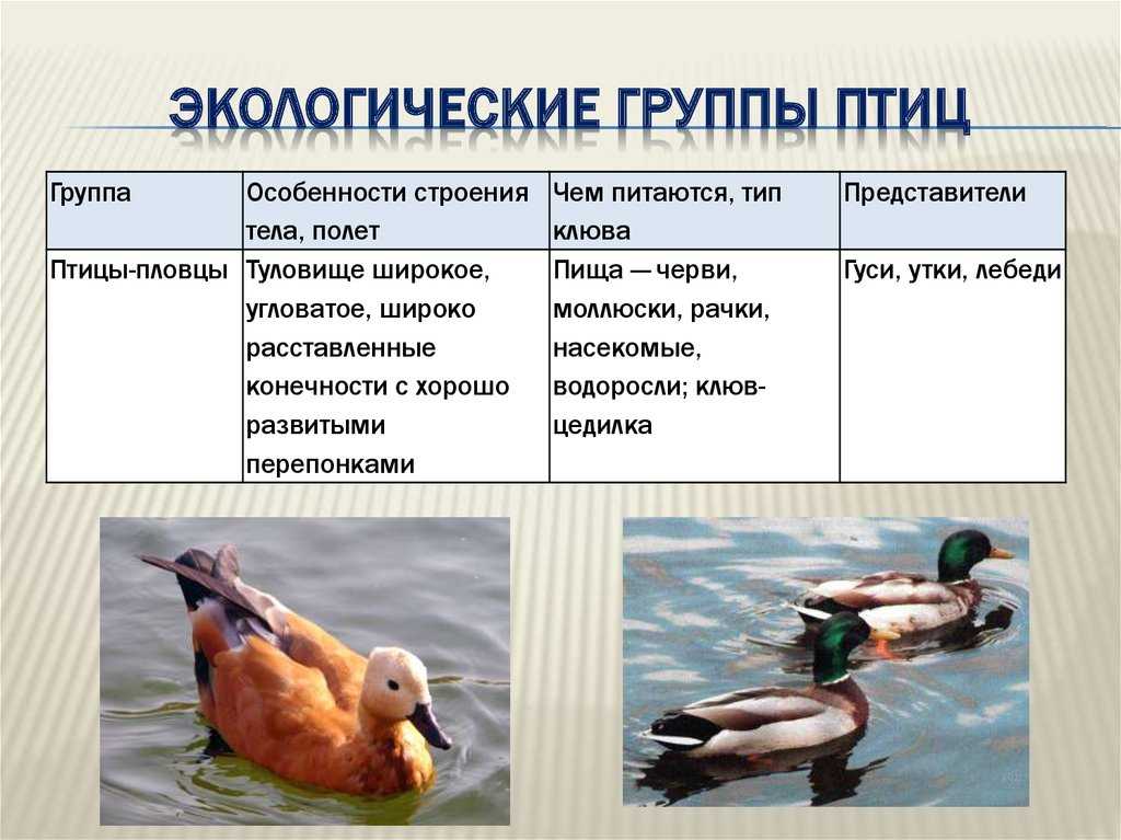 Утка кряква: описание породы, виды, фото, образ жизни