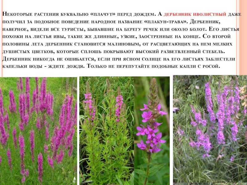Плакун (трава) - описание, полезные свойства, применение