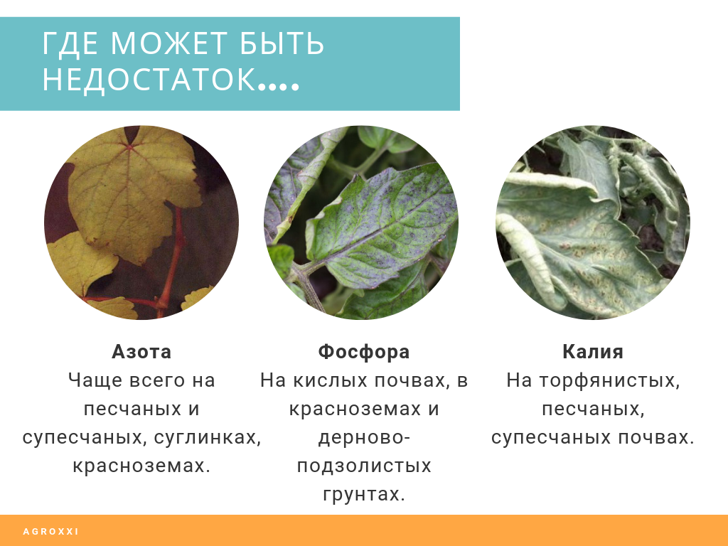 Почему желтеют листья у черешни в июне что делать июле