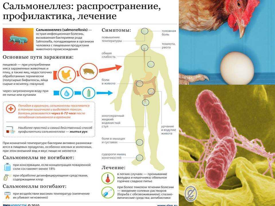 Как лечат бруцеллез у коров?