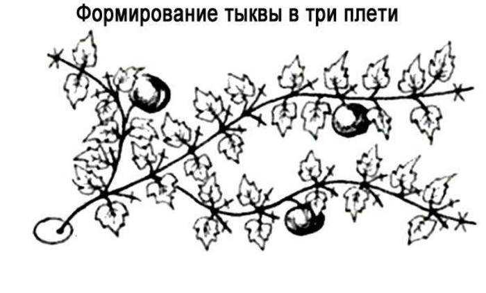 Как правильно формировать дыню в открытом грунте и теплице, нужно ли прищипывать