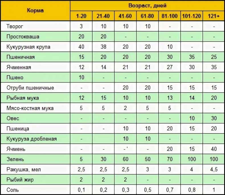 Как кормить бройлеров в домашних условиях: особенности кормления
