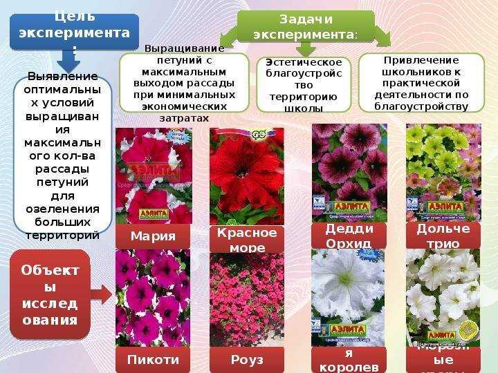 Петуния махровая: дабл каскад блю, валентина, дуо, дабл каскад, бургунди, тарт бонанза, описание сортов и гибридов, особенности выращивания