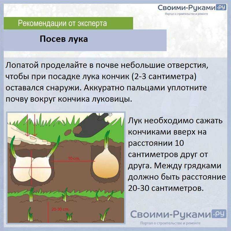 Посадка лука весной в открытый грунт – когда и как сажать правильно