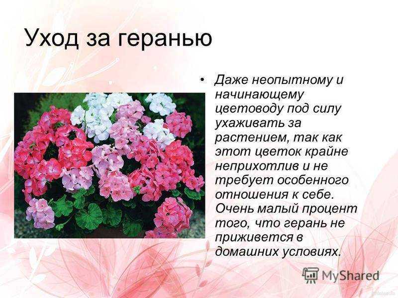 Боярышник пол скарлет (пауль скарлет): фото, посадка и уход