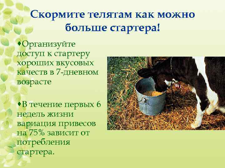 Сухостойный период у коров: что это такое? кормление и уход