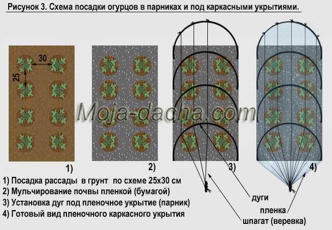 Совместная посадка огурцов с кукурузой: можно ли и как правильно, расстояние в открытом грунте – сад и огород своими руками
