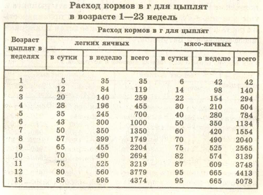 Кормление цыплят несушек: приготовление корма и нормы питания