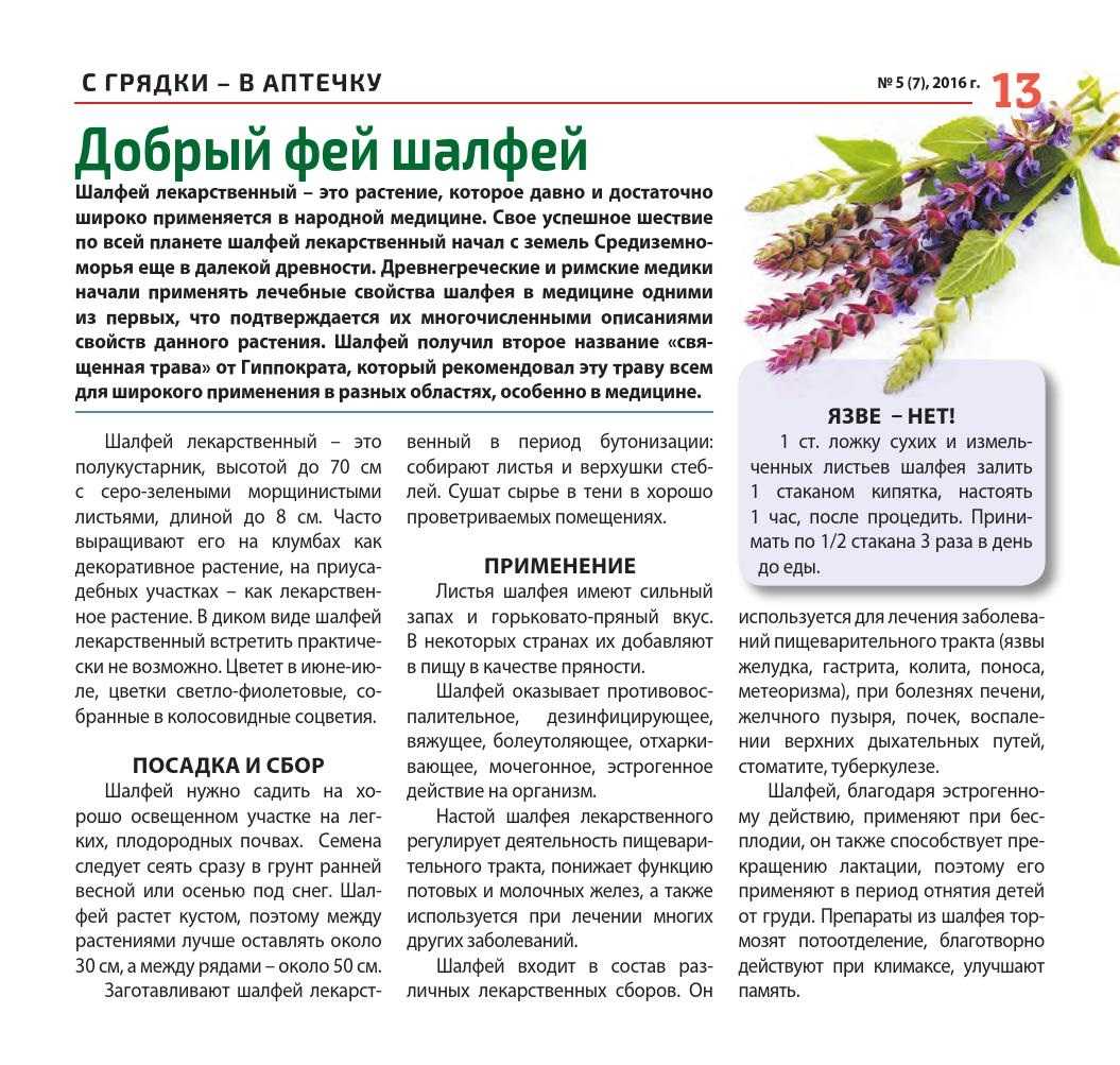 Шалфей чай для чего используется, какие полезные свойства чая, как правильно заваривать