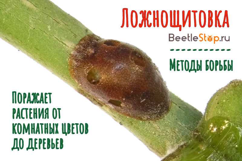 Щитовка — как избавиться от вредителя
