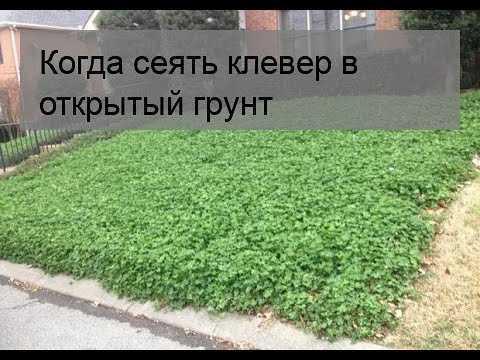 Белый клевер для газона – как сажать и когда, сроки, технология + фото