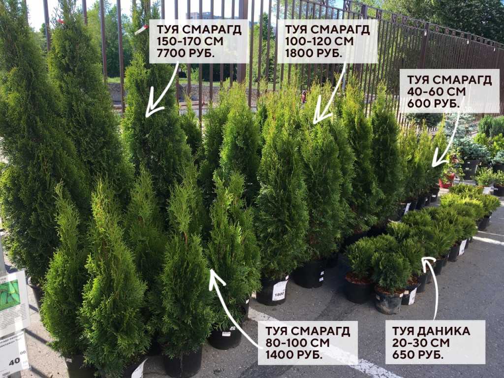 Туя складчатая вайпкорд (випкорд): описание, фото, применение в ландшафтном дизайне