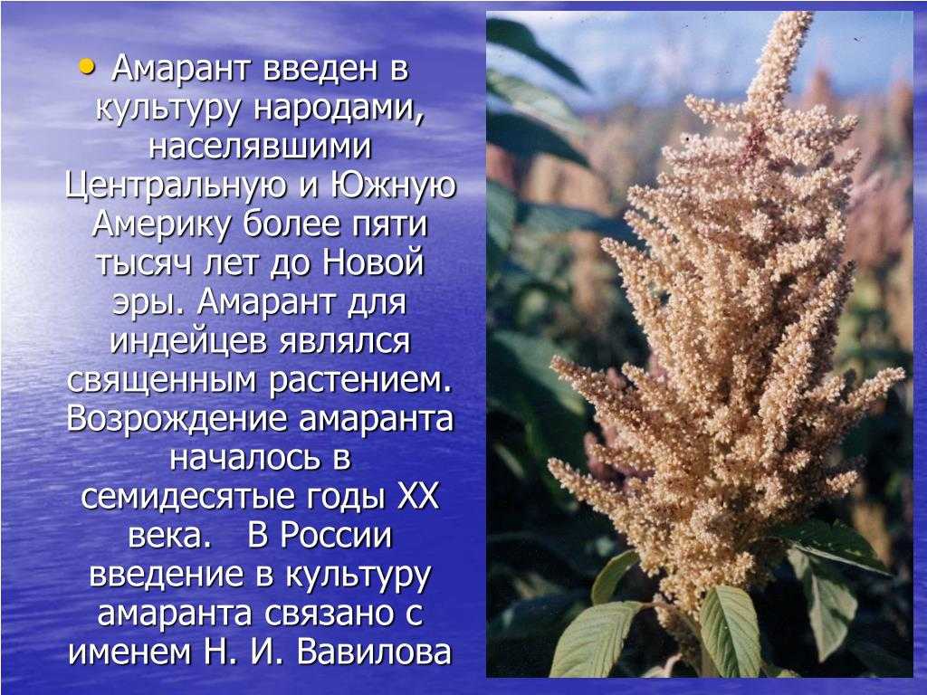 Лучшие марки амарантовой крупы на 2023 год