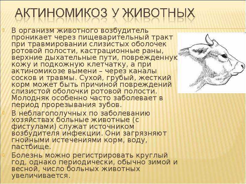 Абсцесс у кошек | лечение, симптомы, разновидности