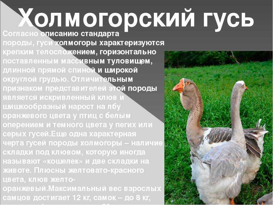 Серый гусь (55 фото): крупная порода, характеристики и описание, видео
