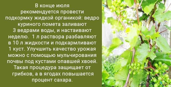 Борная кислота для комнатных цветов: правила применения