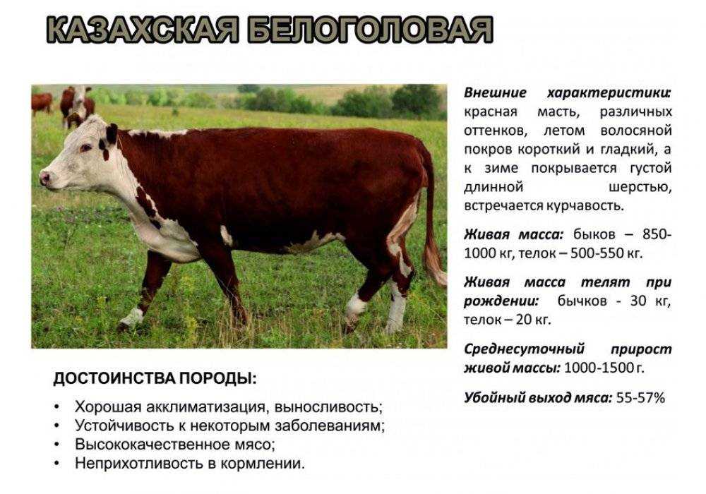 Русская комолая порода крс: описание и характеристики безрогих коров