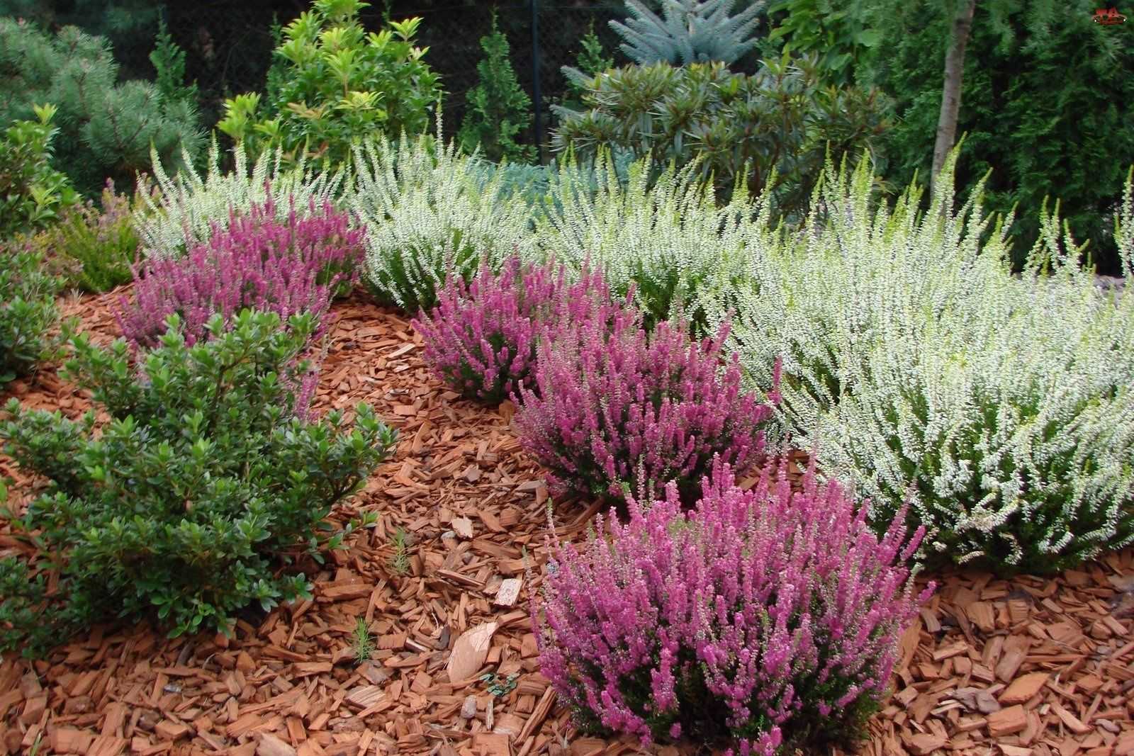 Вереск (Calluna) - описание сорта, саженцы, фото и характерные особенности