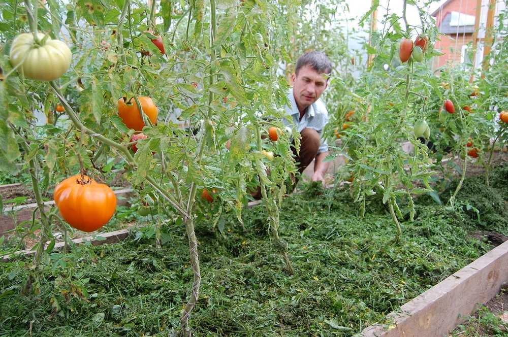 Как и чем мульчировать помидоры в теплице из поликарбоната в 2023 году на гудгрунт
