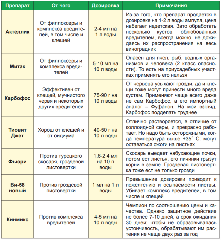 Как часто надо поливать виноград летом во время созревания ягод
