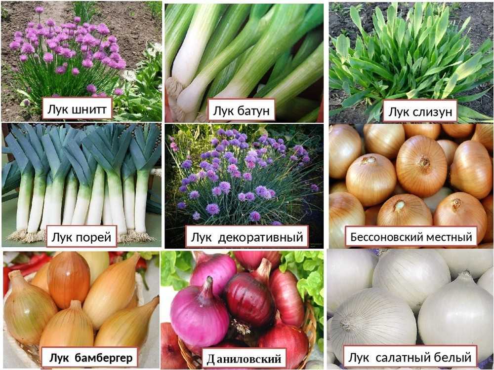 О сортах красного лука: описание, название красных сортов, отличие