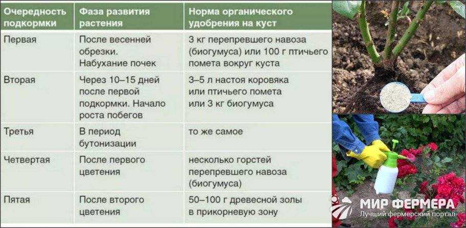 Гортензия: посадка и уход в открытом грунте, фото, сорта, размножение, выращивание и сочетание в ландшафтном дизайне