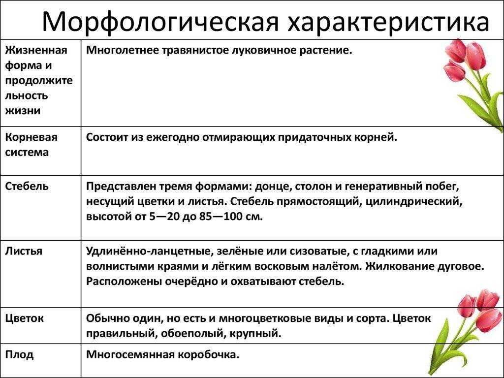 Разведение голландских роз: какие сорта лучше выбирать и как за ними ухаживать