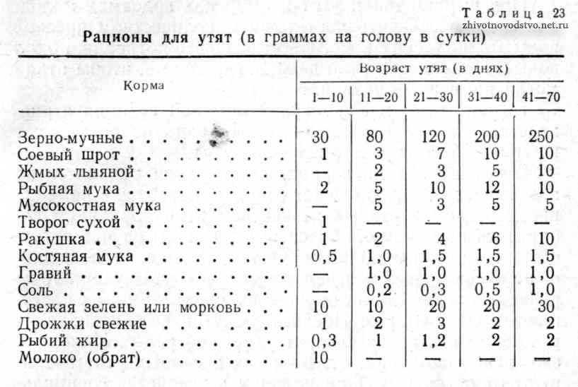 Чем кормить маленьких гусят кормление гусят комбикормом