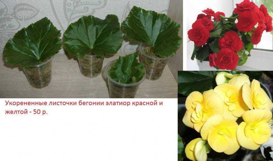 Бегония Амери Хайбрид Ред - описание сорта, саженцы, фото и характерные особенности