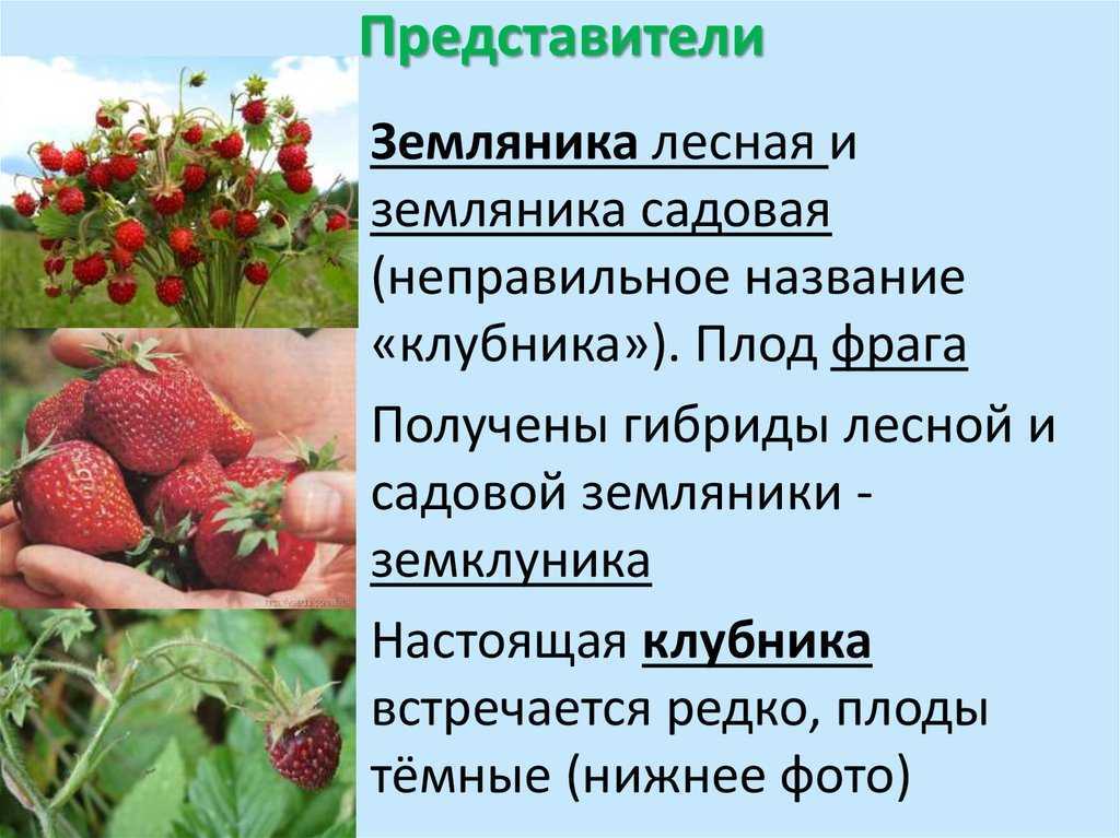 Ягодный гибрид земклуника или земклубника: всё про агротехнику.