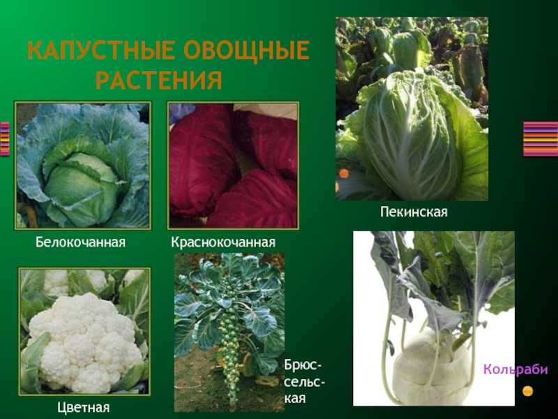 Какой сорт капусты лучше для открытого грунта: самые урожайные