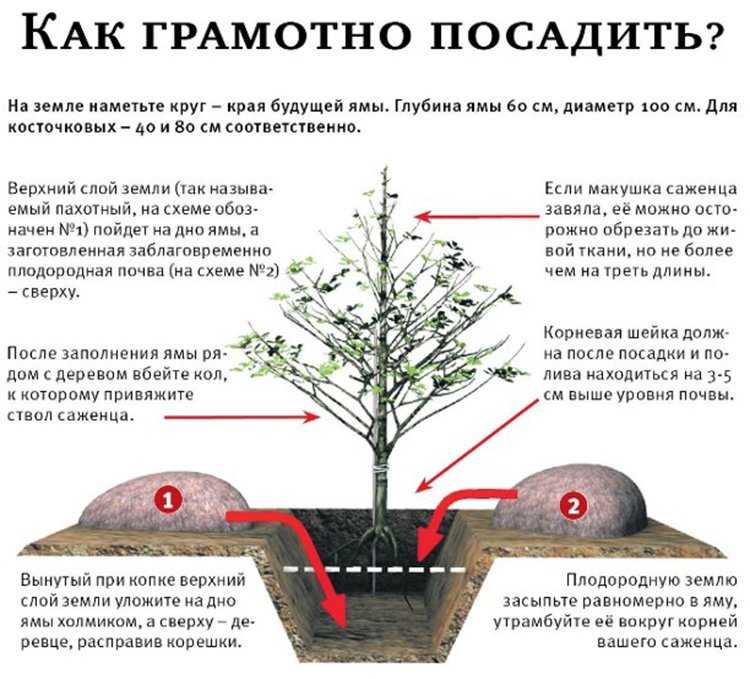 Абрикос в сибири: выращивание и уход, морозоустойчивые сорта