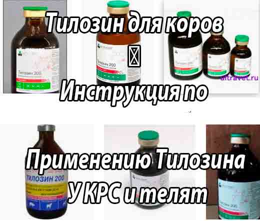 Понос у телят: как вылечить диарею быстро