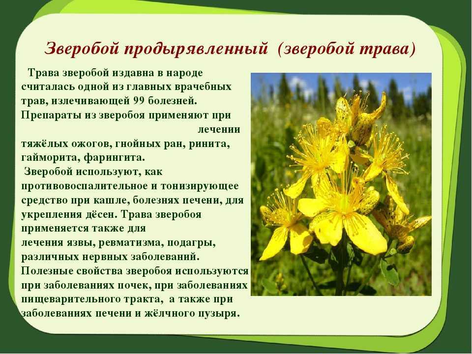 Трава зверобой: лечебные свойства и противопоказания, фото, применение в медицине и косметологии