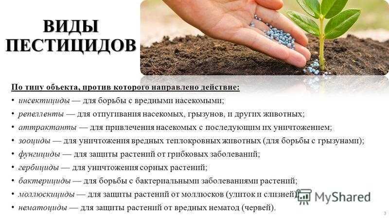 Как избавиться от ос — в доме, на даче под крышей, от земляных ос народными средствами