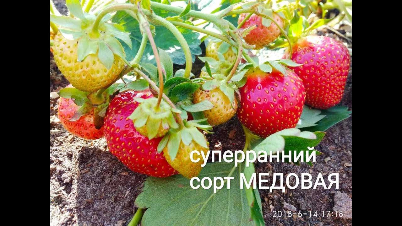 Клубника хоней: описание популярного сорта и особенности выращивания и ухода за ягодой