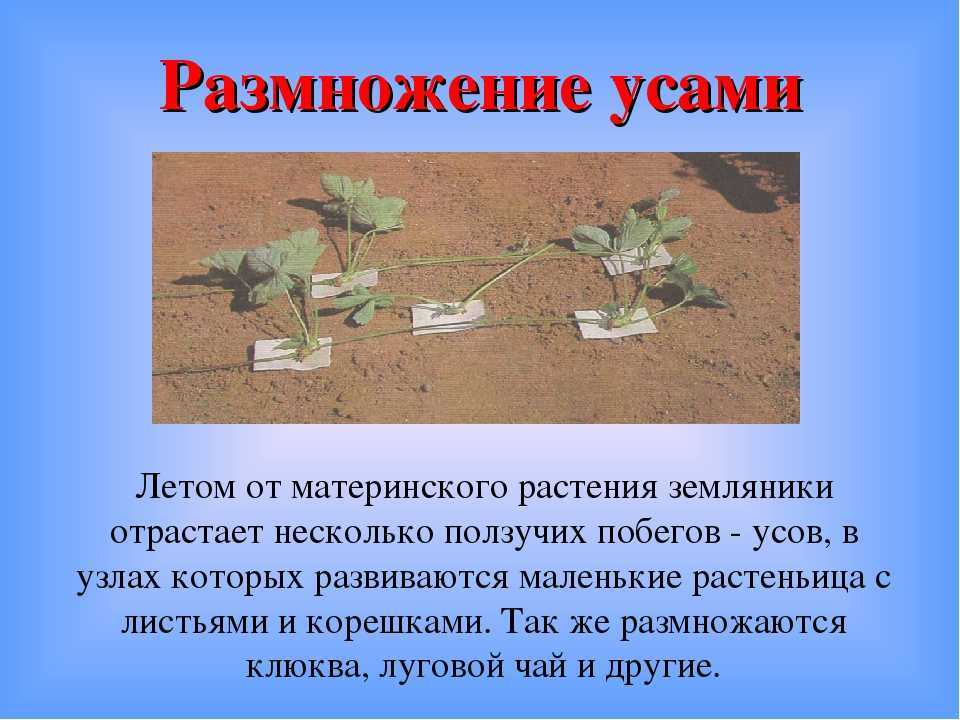 Рассада клубники усами: когда брать усы на рассаду, как обрезать, когда прикапывать