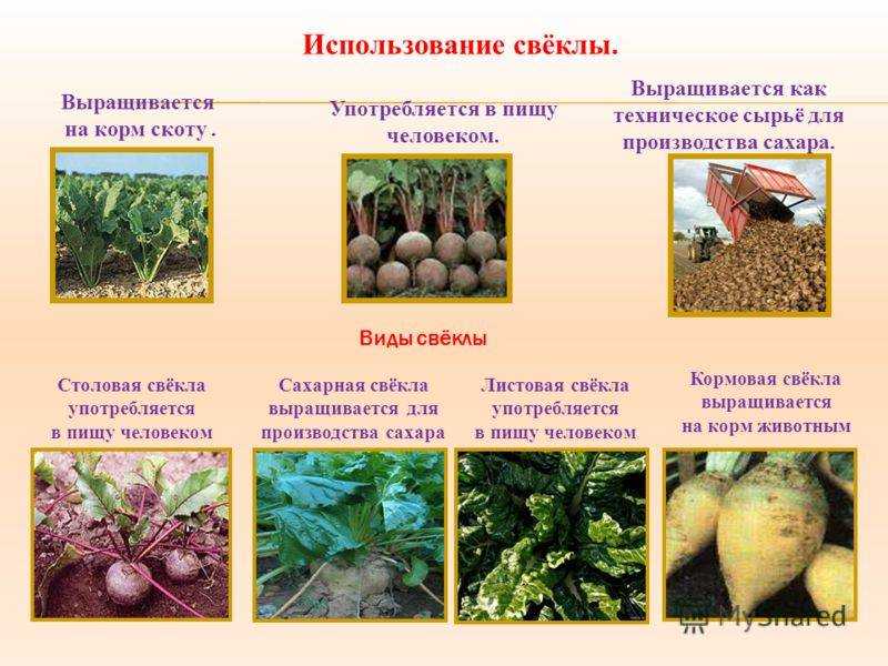 Выращивание свеклы цилиндра на участке