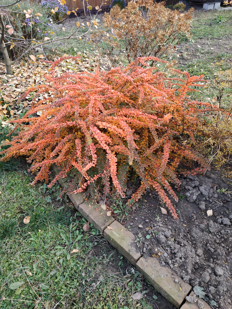Барбарис тунберга грин карпет (berberis thunbergii green carpet)
