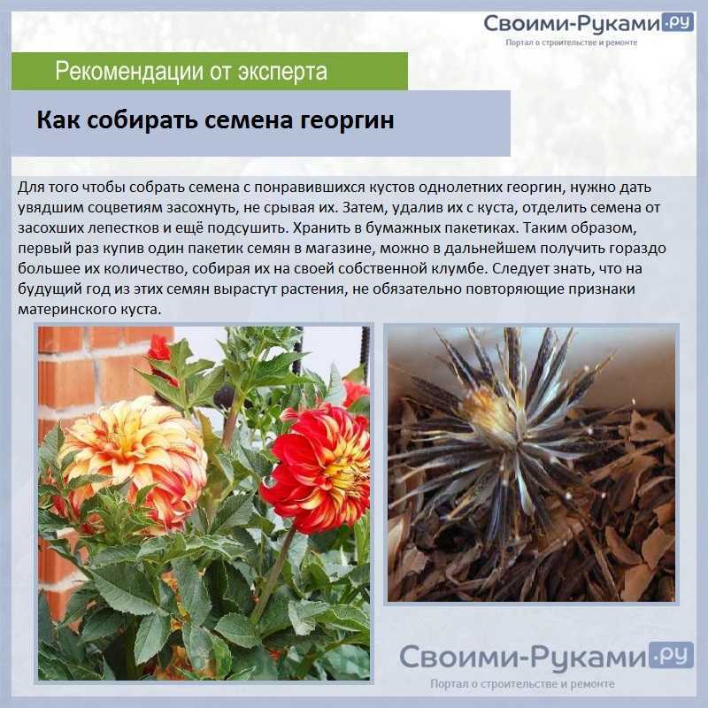 Все секреты ухода за георгинами