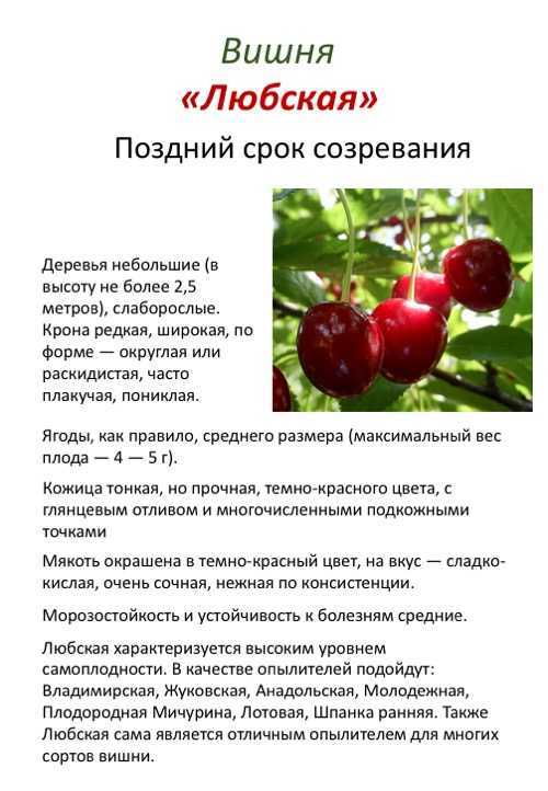 Сорта вишни для подмосковья